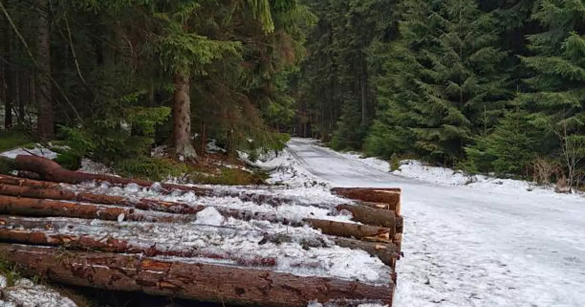  Шымкентте 976 гектар жер орман қорына берілді 