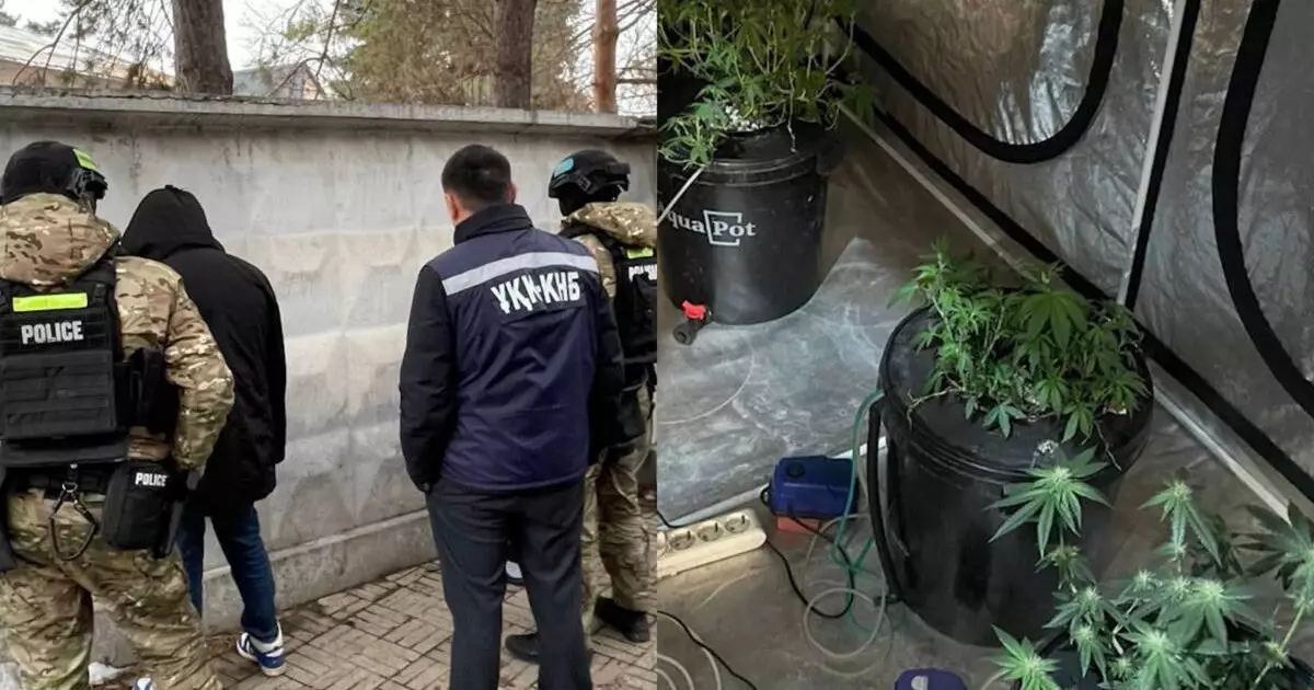  Алматыда екі ер адам есірткі плантациясын ұйымдастырған 