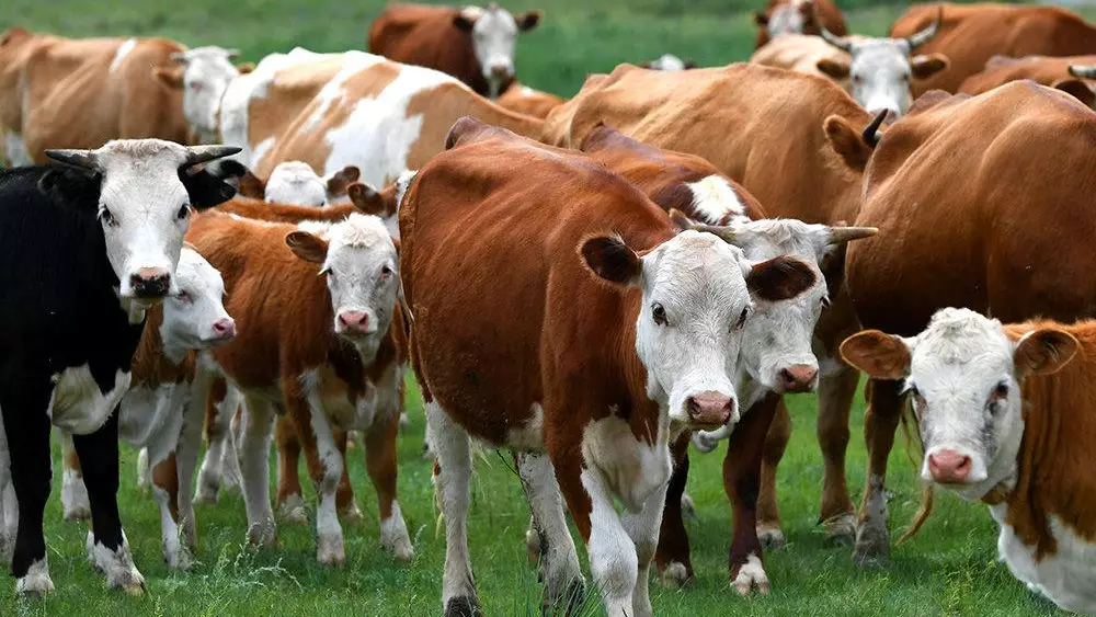 Казахстан и Монголия планируют расширить сотрудничество в сельском хозяйстве