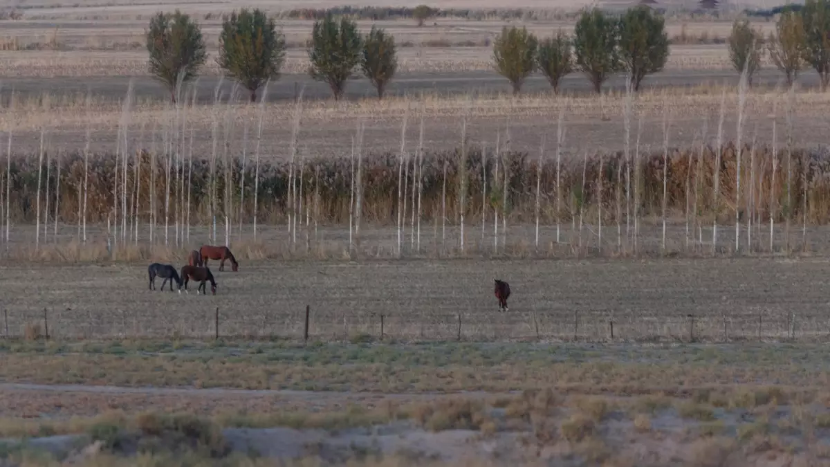 ШҚО-да 120 мың гектар жер мемлекетке қайтарылды