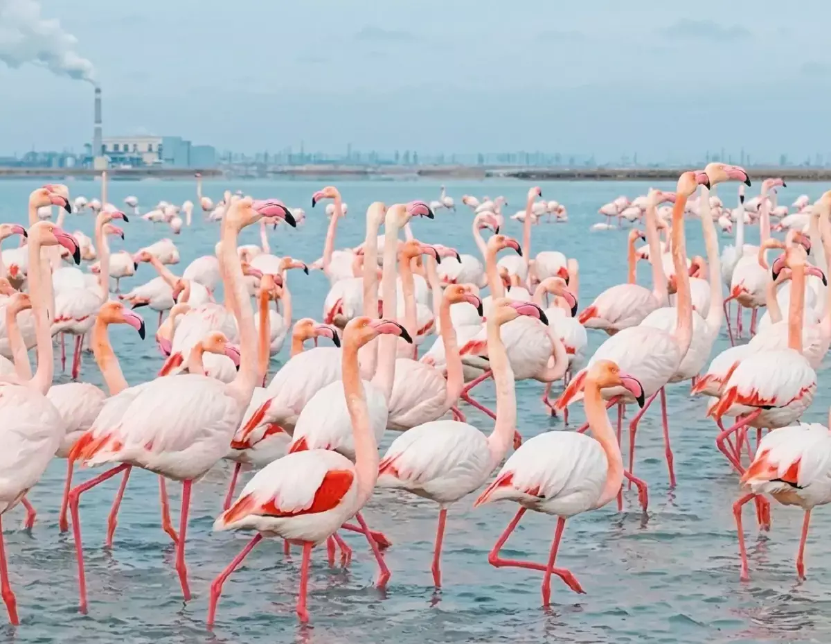 Розовое облако: фламинго сняли на ВИДЕО близ Актау - новости на Lada.kz 04.03.2026