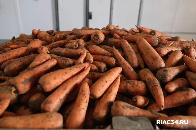 Волгоградцы отправили в Казахстан более 600 тонн овощей за неделю