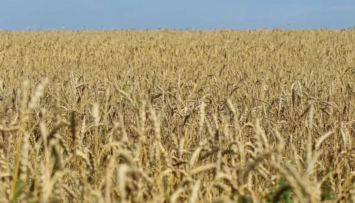 Лидер зернопереработчиков Алтая призвал перестать быть сырьевым придатком Казахстана.