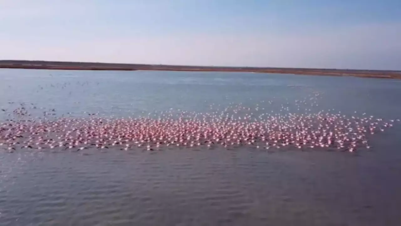 Тысячи фламинго прилетели в Мангистау