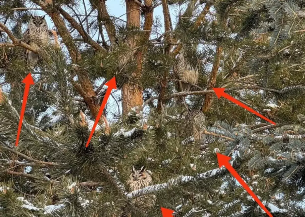 В парке Астаны заметили целое семейство сов