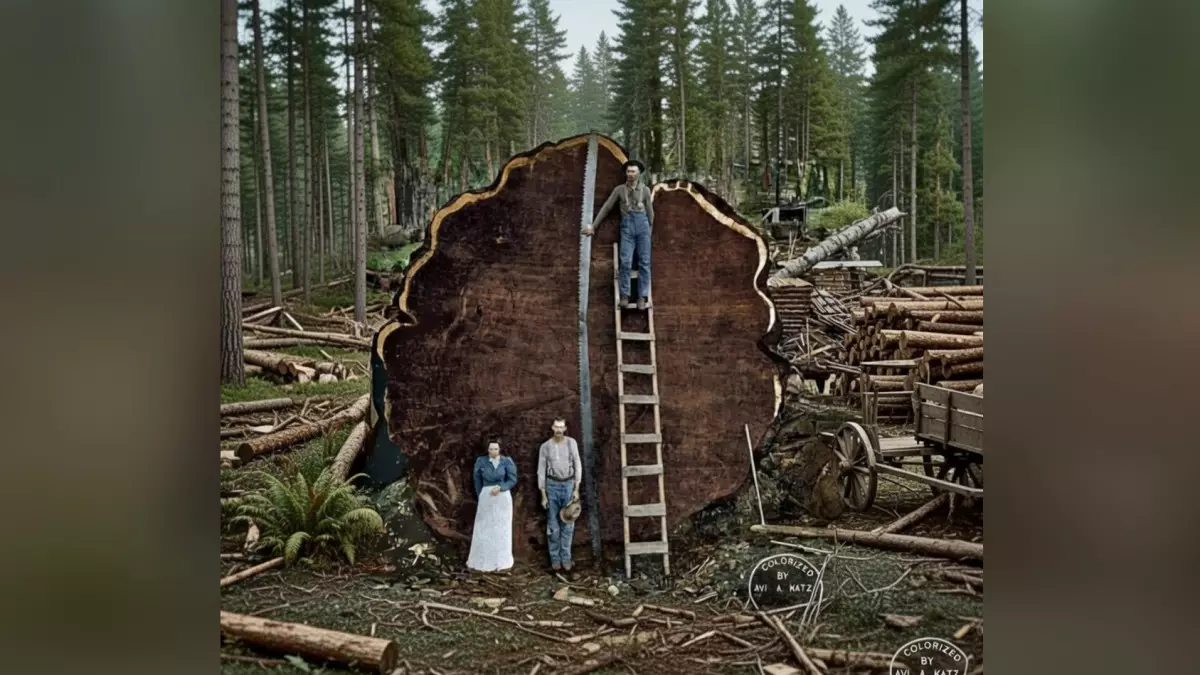 Деревья, перед которыми меркнут небоскрёбы