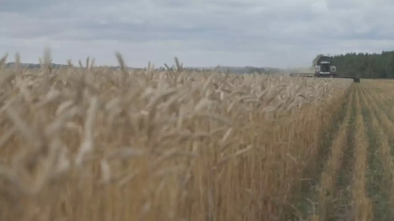 В Казахстане растут объемы переработки сельхозпродукции