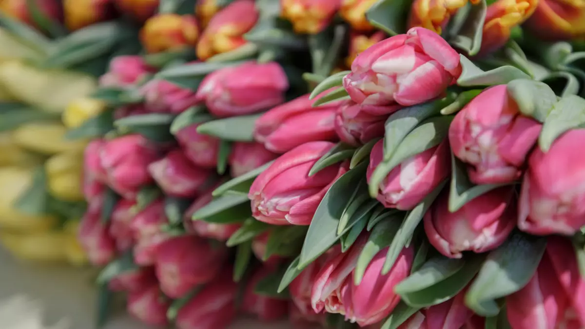 "Гүл жеткіземіз": 8 наурыз алдында алаяқтардың жаңа айласы пайда болды