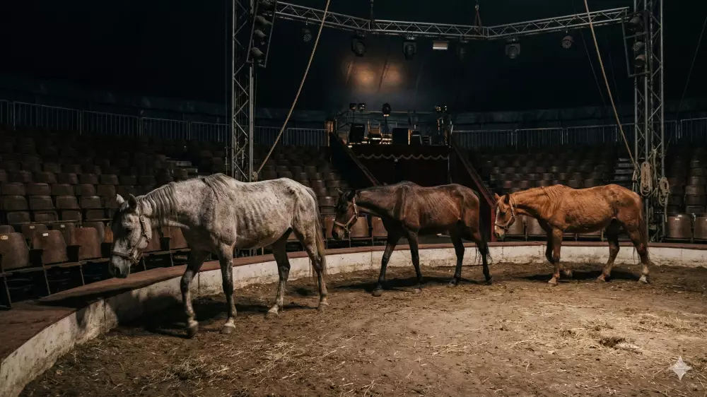 “Лошади болеют и умирают“: в алматинском цирке ответили на обвинения