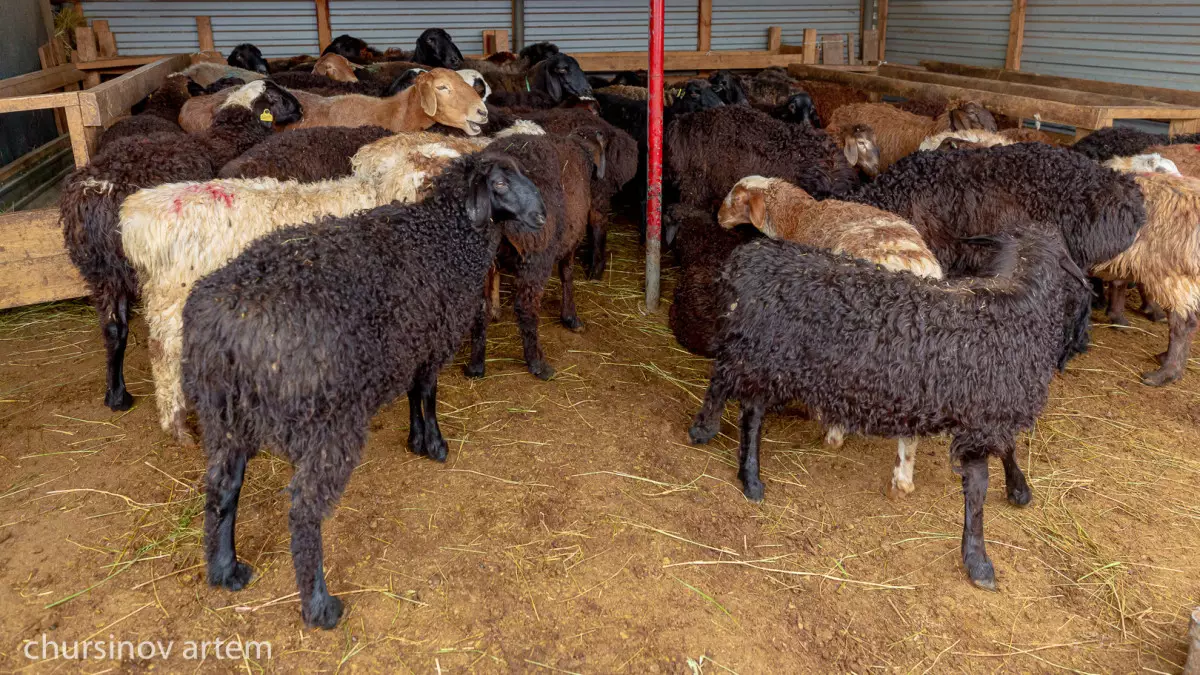 В столице обнаружили подпольный цех по переработке мяса