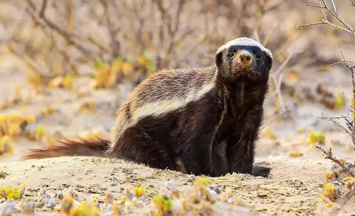 Редкого хищника заметили в степи Мангистау - новости на Lada.kz 05.03.2026