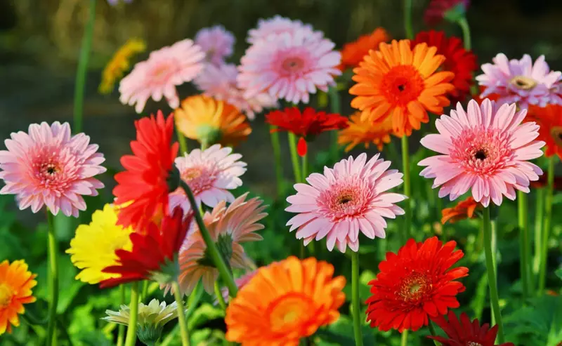 Какие цветы опасно дарить на 8 марта