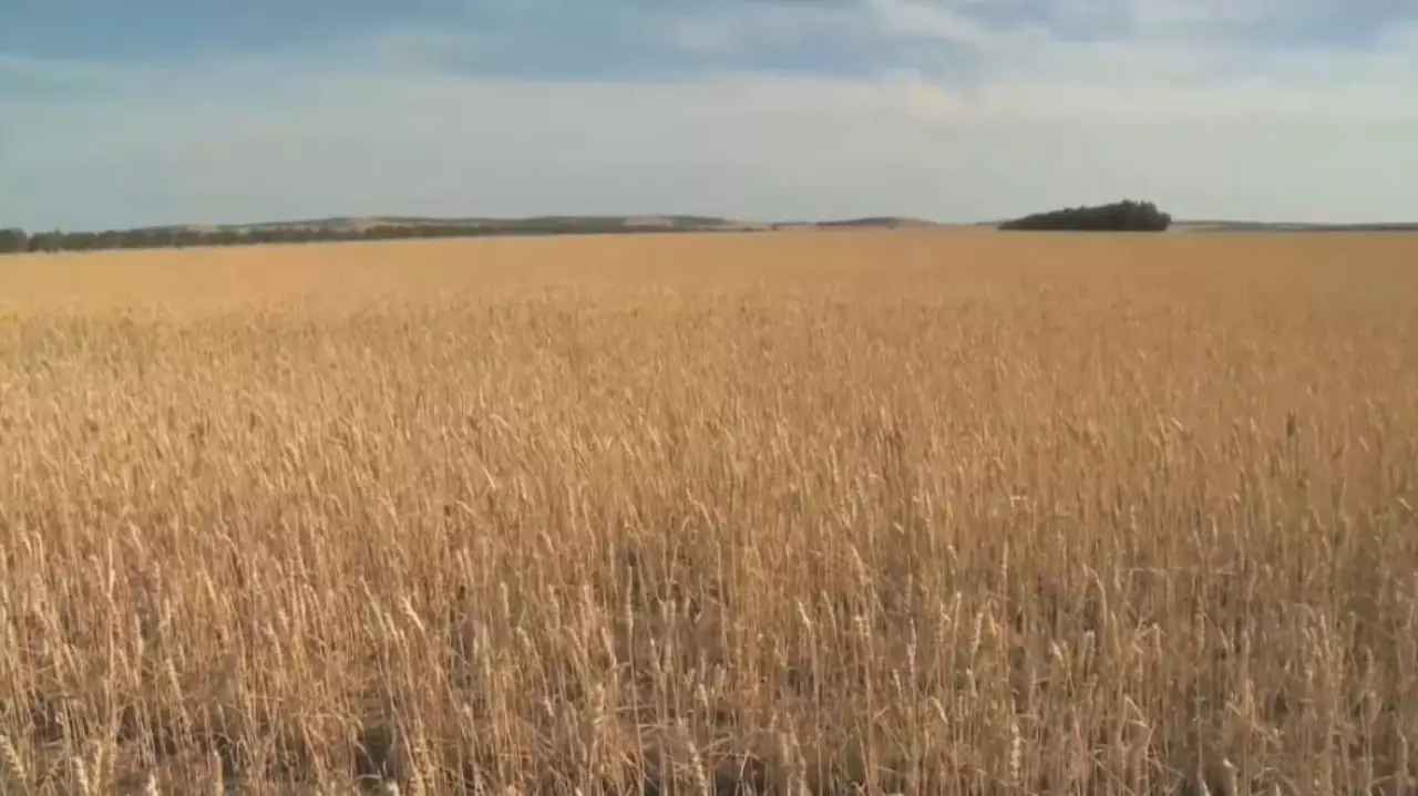 Астықты терең өңдейтін кәсіпорындар көбейеді