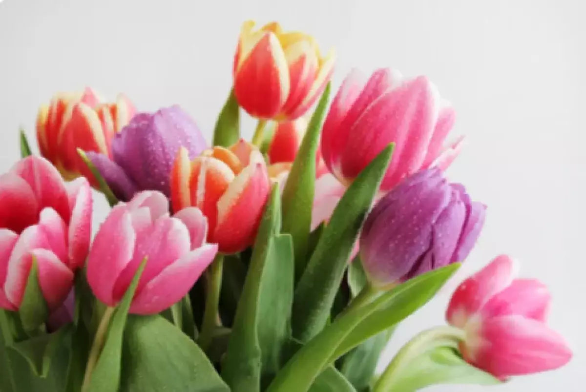 Алматыда 8 наурыз қарсаңында гүл сатуға арналған 1150 сауда орны белгіленді