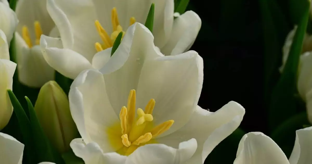  Абайлаңыз! 8 наурыз қарсаңында алаяқтар белсенді бола түседі 