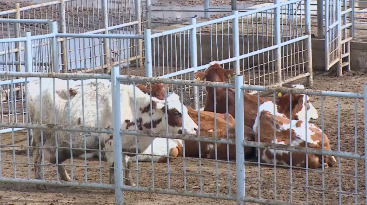 Получить квоту на экспорт говядины станет проще