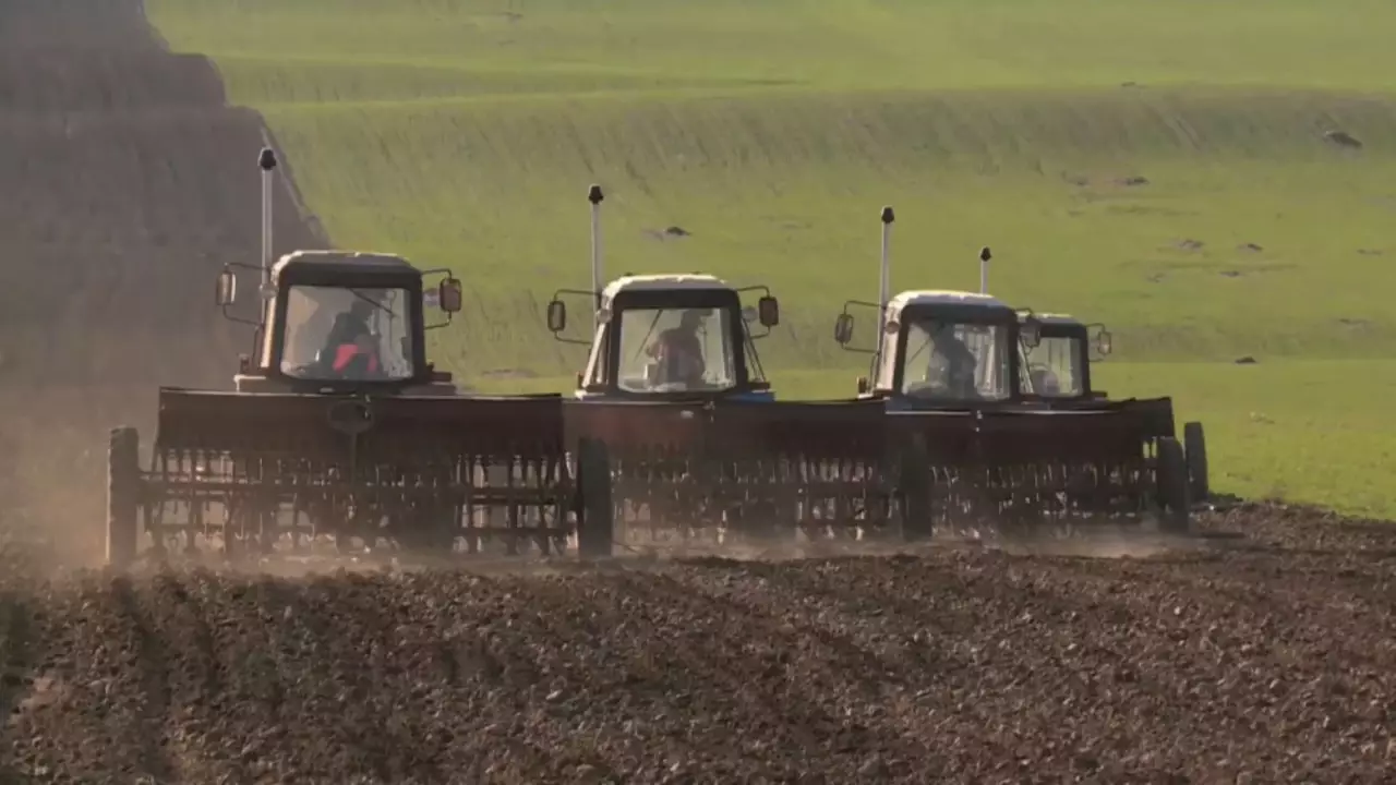 Қостанай облысында 5 млн гектардан астам жерге жазғы дақыл егіледі