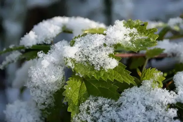 Арктикалық суық ауа таралады: Демалыс күндері аяз болып, жауын жауады