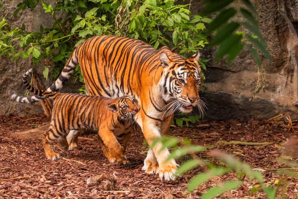 Россия помогает Казахстану восстановить популяцию диких тигров.