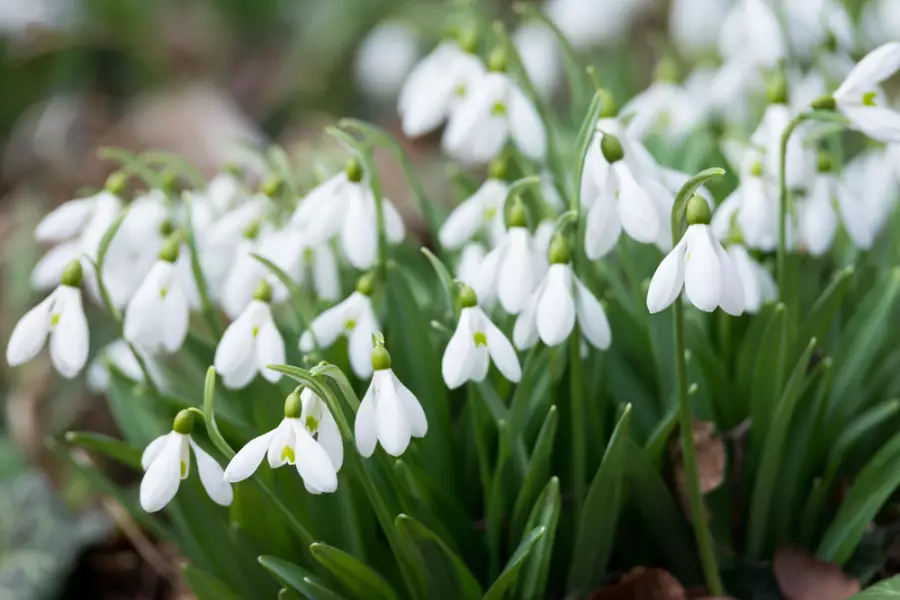 Тұман, қар және көктайғақ: 7 наурызда ауа райы қандай болады?