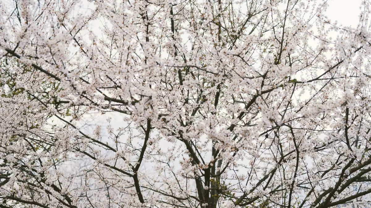 8 наурызда бірнеше өңірде ауа райына байланысты ескерту жасалды