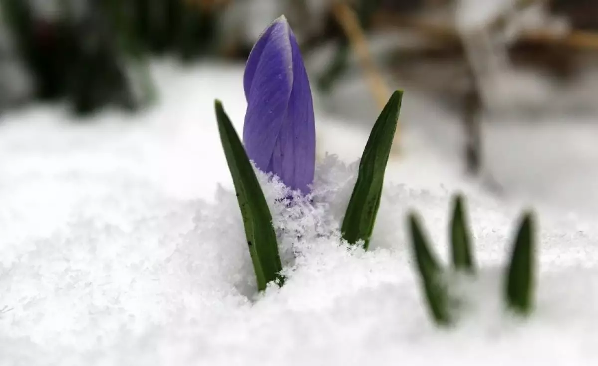 Жауын-шашын, бұрқасын, көктайғақ: Мерекеде бірнеше өңірде қолайсыз ауа райы болады