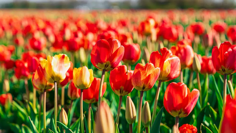 8 марта: всё, что стоит знать о празднике и его истории