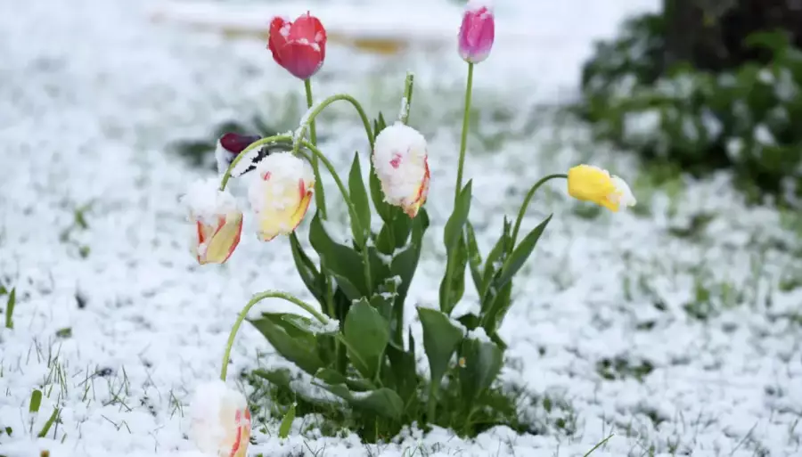Жаңбыр, қар мен боран: мерекеде ауа райы қандай болады?