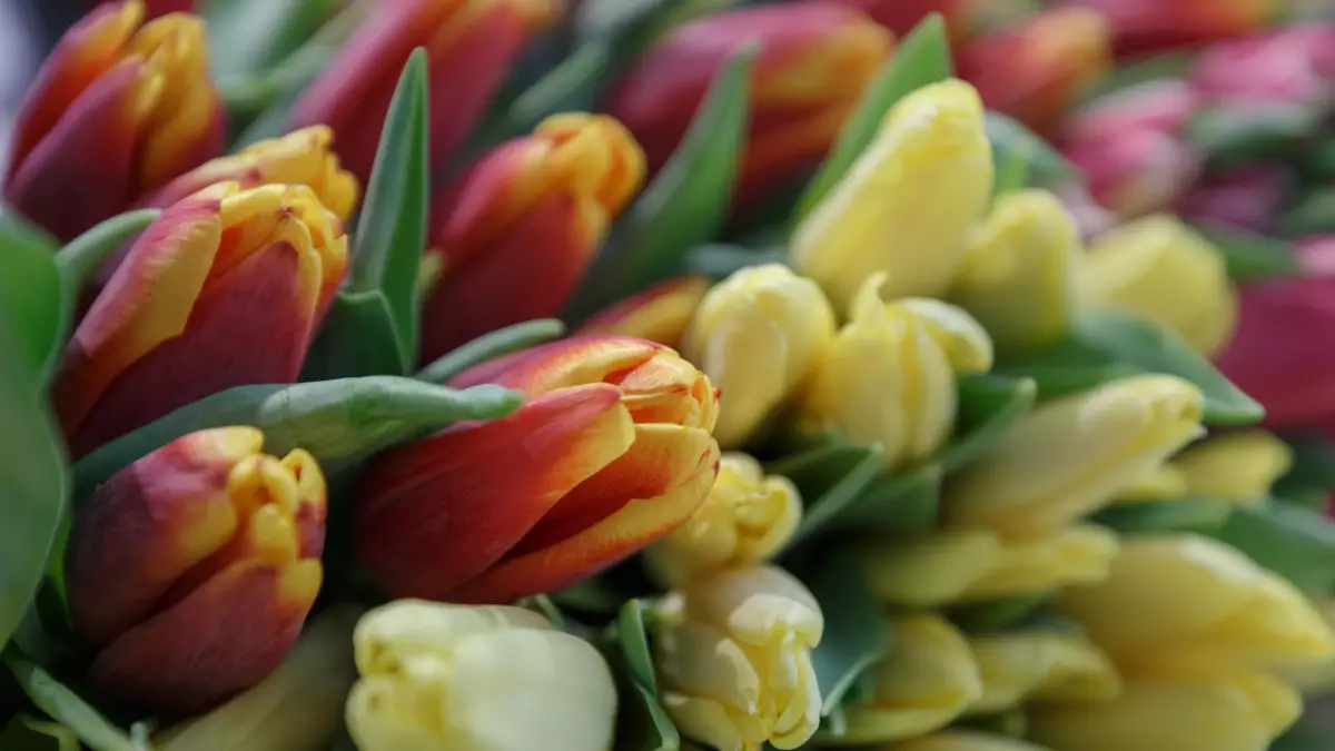 Котята и запчасти: самые необычные подарки и поздравления на 8 марта