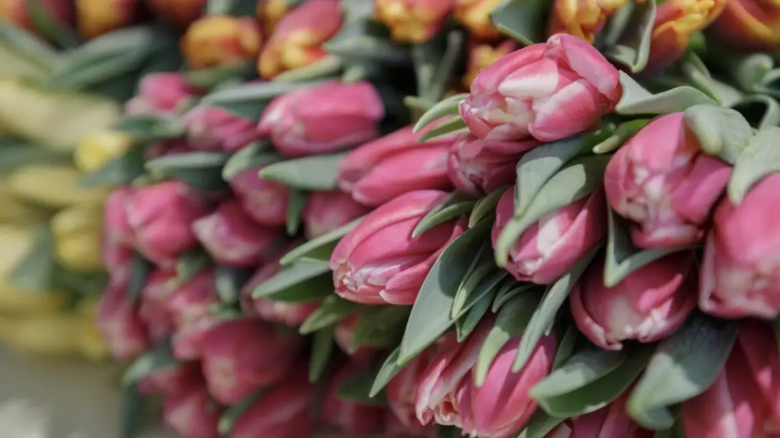 8 наурыз: Мерекенің тарихы мен маңызды деректері