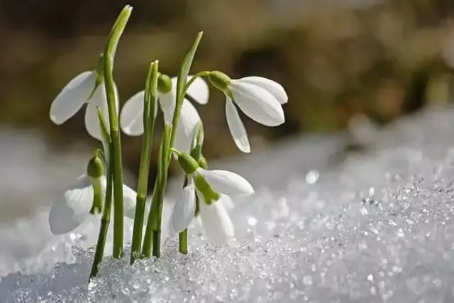 9 наурыз өңірлерде қар мен жаңбыр жауады