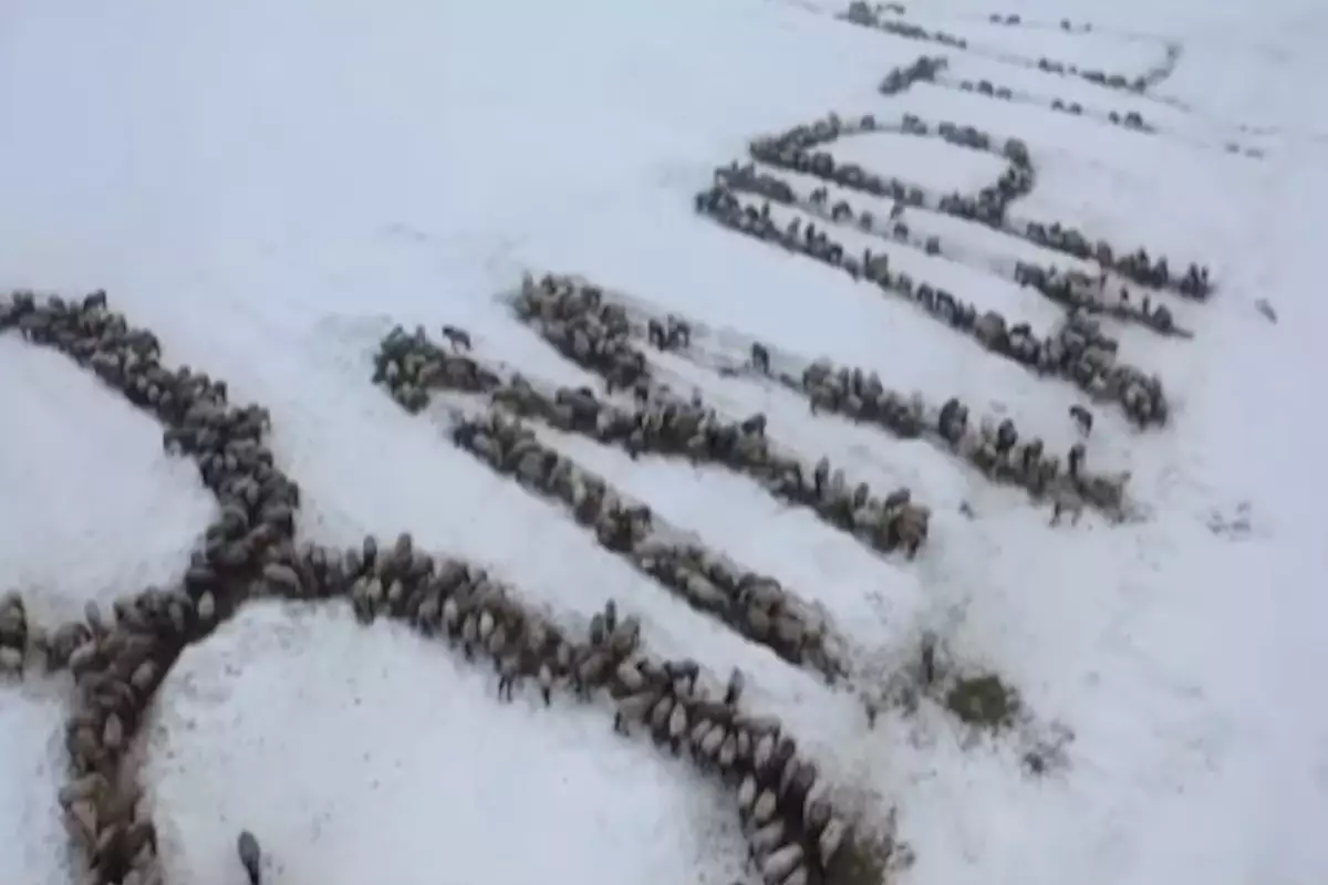 Тысячу лошадей выстроили в открытку к 8 Марта