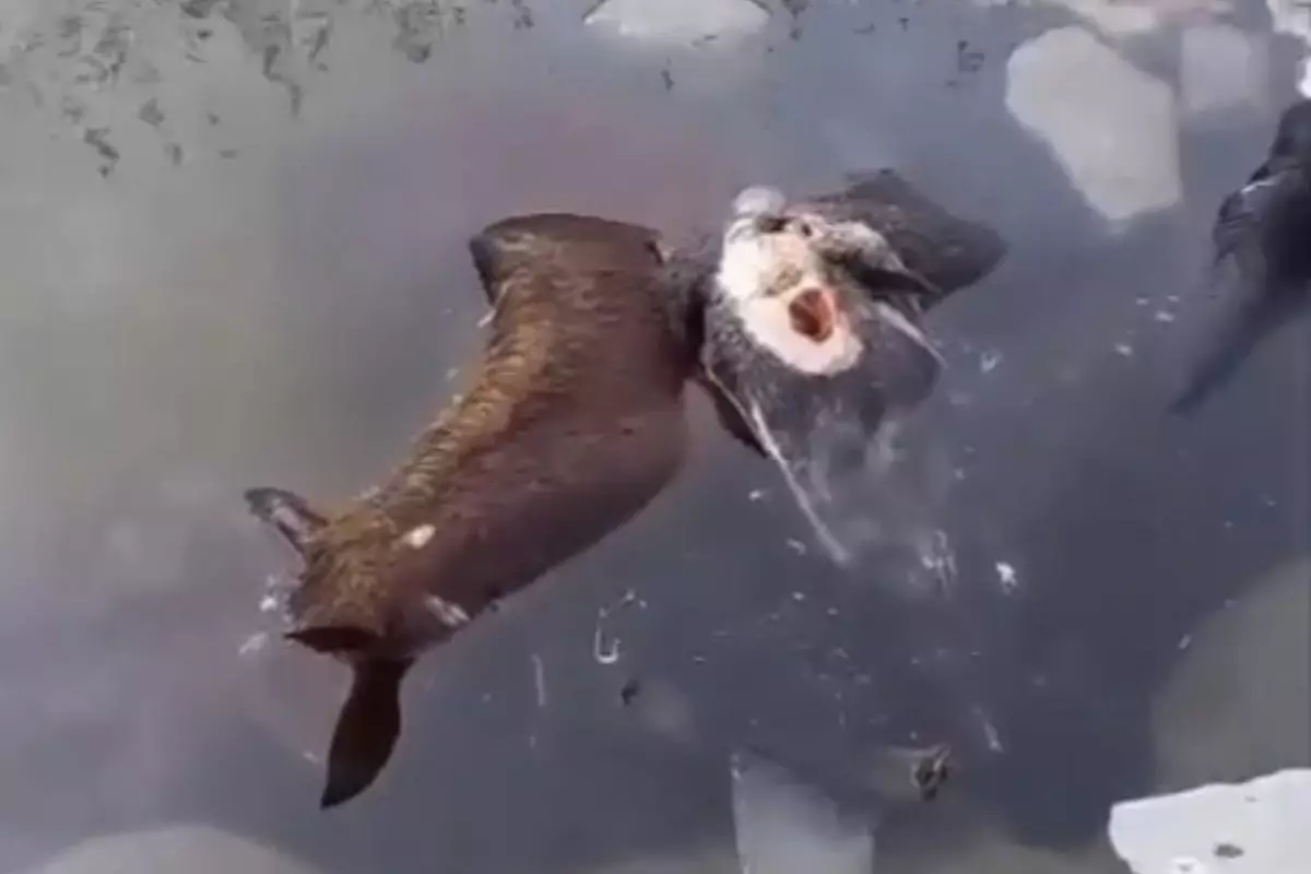 Атырауда қорық аумағында мал қырылды