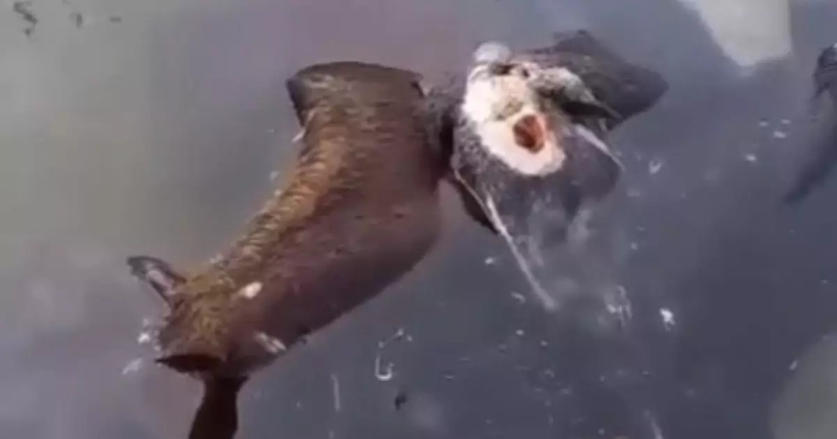  Атыраудағы қорық маңында мал қырылды 