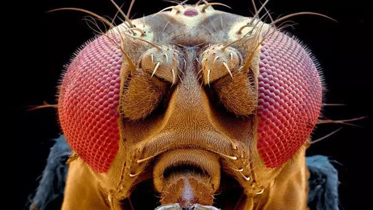 Эффект мухи: Ученые назвали возможным перенос человеческого сознания в цифровую симуляцию