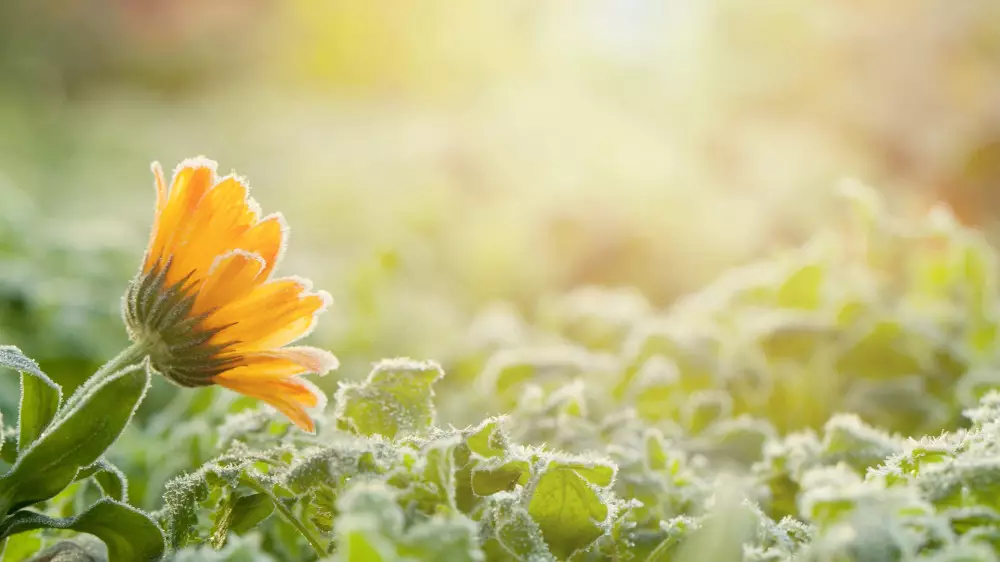 Морозы до −27 и снегопады: Астану и Алматы ждёт резкое похолодание