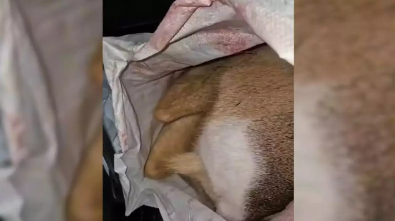 Более 600 фактов браконьерства выявили в Казахстане