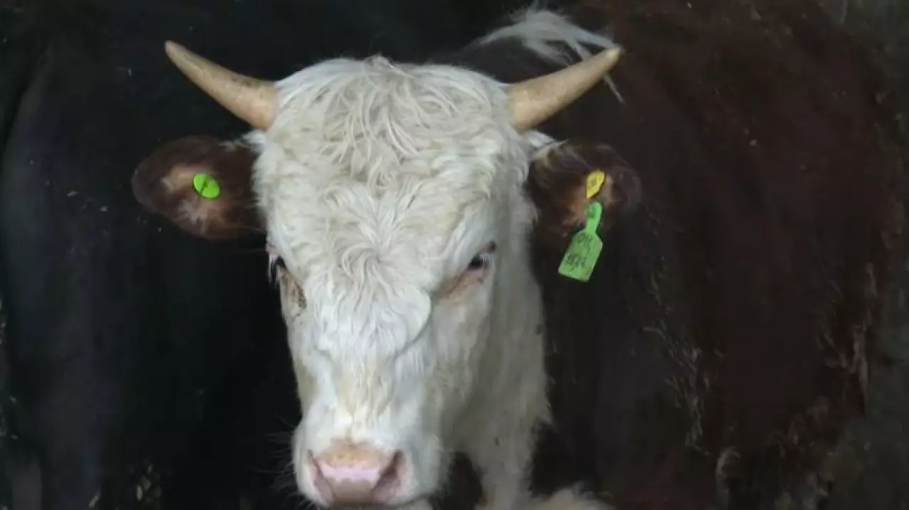 Цифровой учёт скота внедрили в Шымкенте