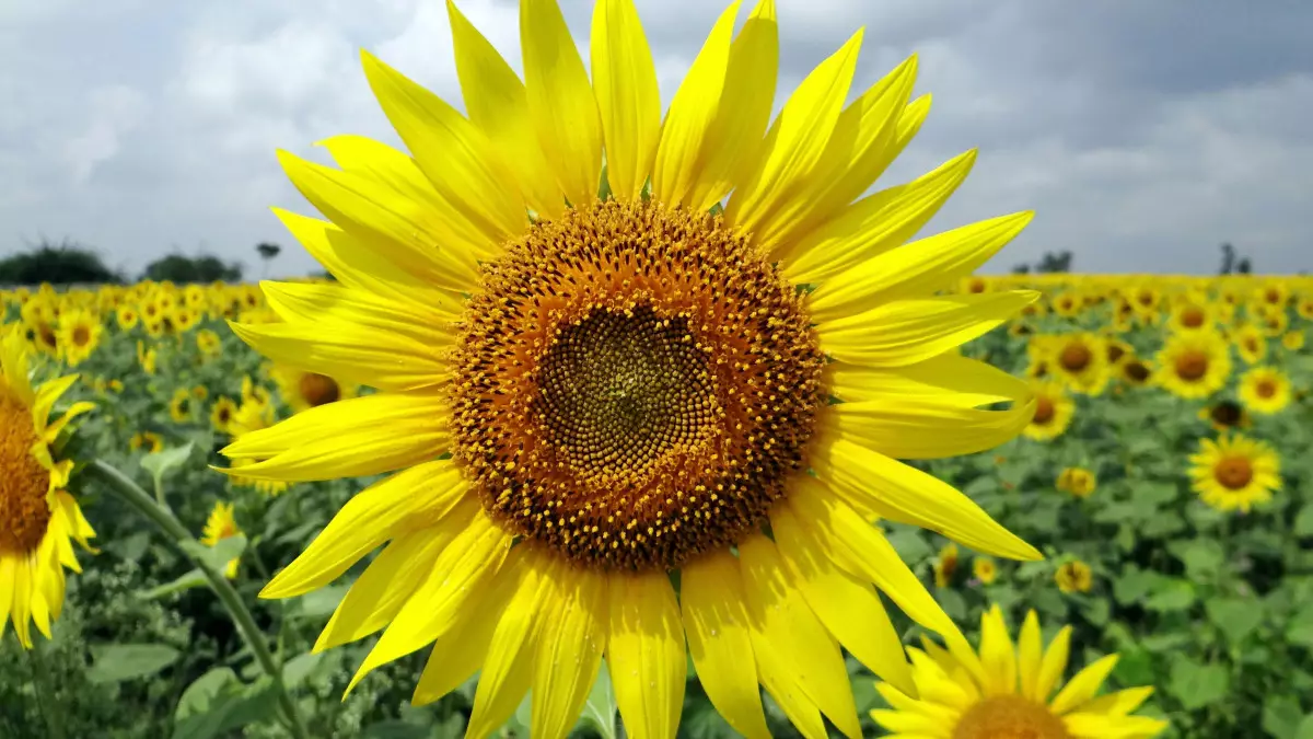 Қазақстанның май өнімдері Қытайға көптеп жөнелтіле бастады