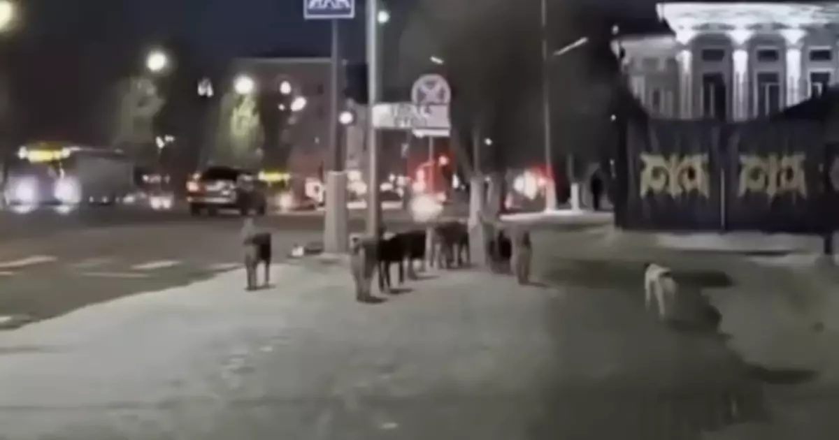 Қарағандының қақ ортасында қаңғыбас иттер қаптады