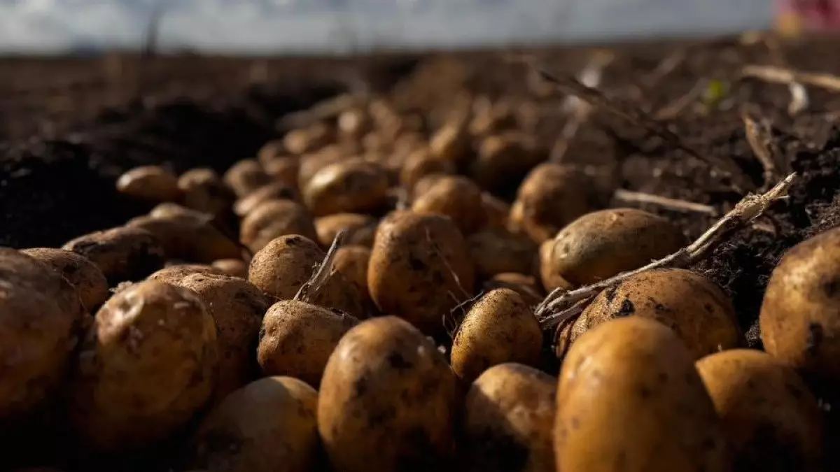 Фермеры Казахстана назвали справедливую цену на картофель
