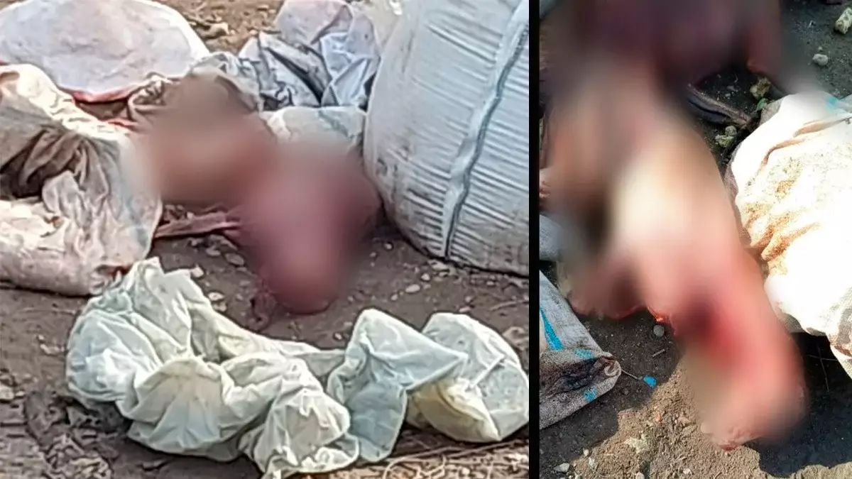 Массовое кладбище расчлененных животных обнаружили на мусорке в Алматы