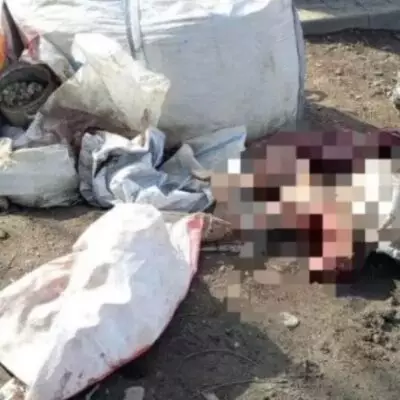 В Алматы обнаружили обезображенные тела собак: полиция начала проверку