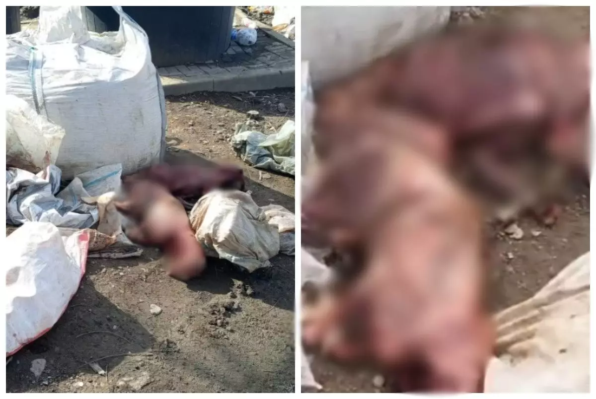 "Еті мен терісін заңсыз сатқаны көрінеді": Алматыда тұрғындар үй ауласынан бір қап итке ұқсас жануардың өлексесін тапты