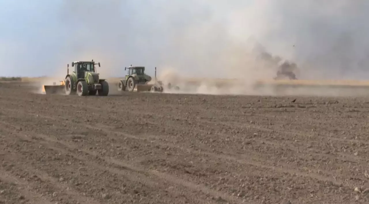 Қызылорда облысында 10 мың гектар жүгері егіледі