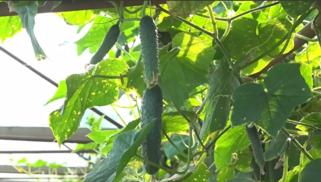 Шымкенттегі жылыжайларда ерте пісетін жемістер мен көкөністерді қымтап жатыр