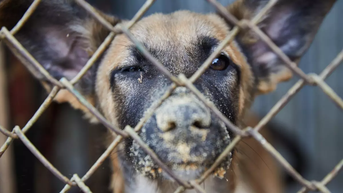Өскеменде қаңғыбас иттер балалар қауіпсіздігіне қауіп төндіріп тұр