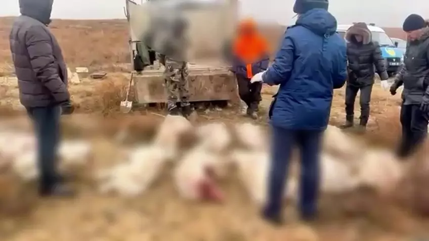 Ақтөбе облысында 14 киікті атқан браконьерлер ұсталды