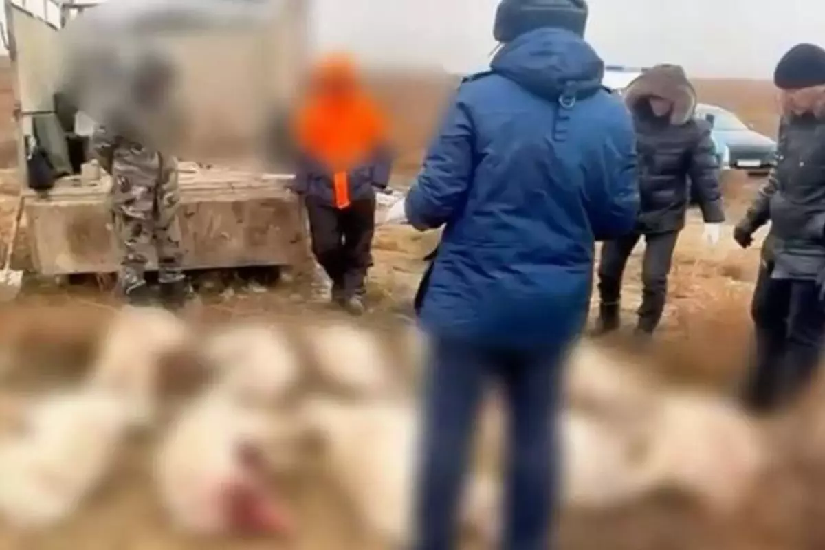 Жителей Атырауской области поймали с полным УАЗом мертвой сайги