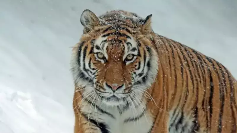 Министр рассказал о проблемах туранских тигров в Казахстане